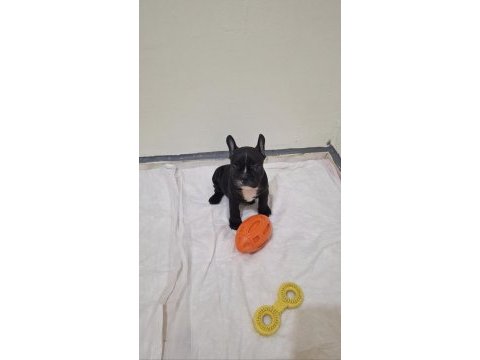 Safkan son erkek french bulldog yavrumuz