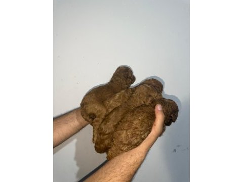 Toy poodle sağlık garantili