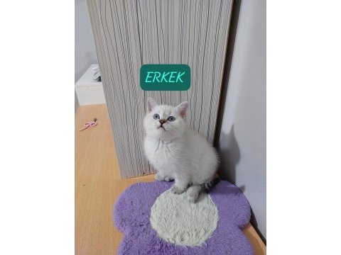 British shorthair paşam hazır