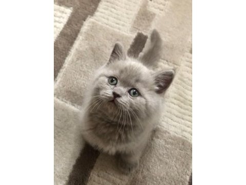 British shorthair cins kedimizi sahiplendirme