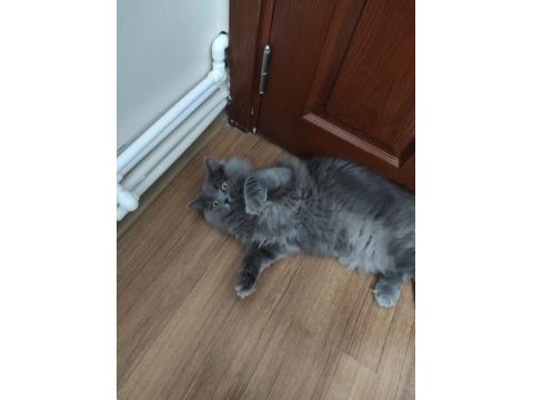 British longhair ücretsiz