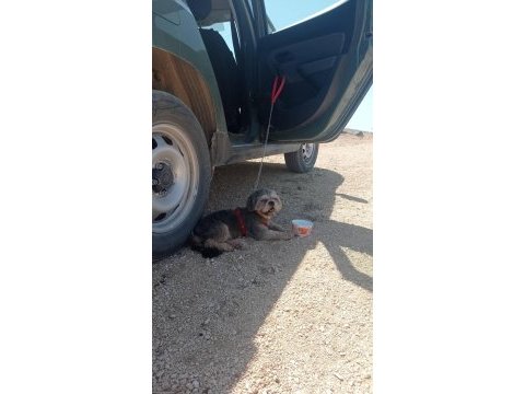 Shih tzu köpeğimiz oscar yeni yuva arıyor