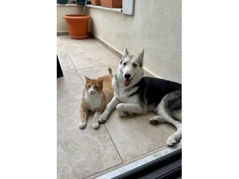 12 aylık dişi kısırlaştırılmış eğitimli husky