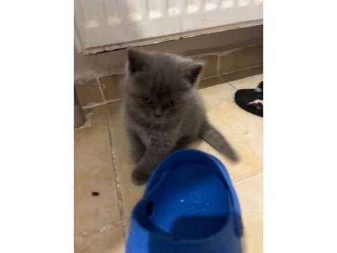 Safkan british shorthair