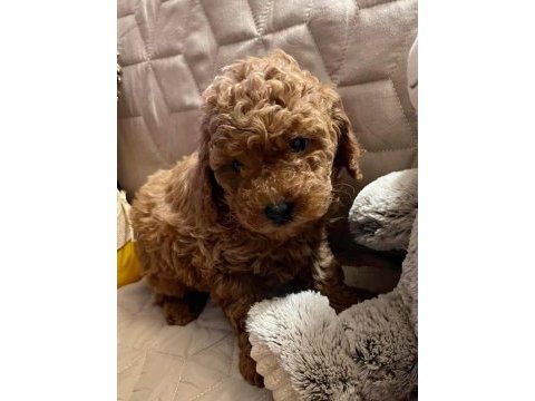 Güzellik abidesi toy bebek