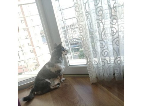 3 yaşında enerjik şivava chihuahua