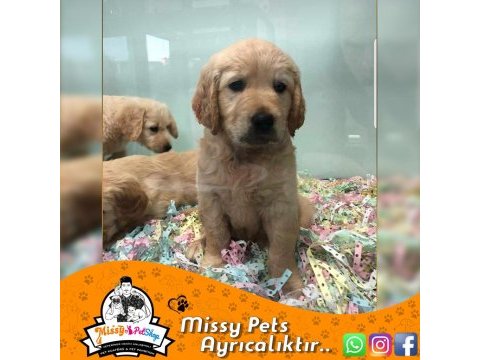 Golden retriever baby face gülen surat