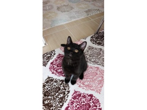 Yavru british shorthair