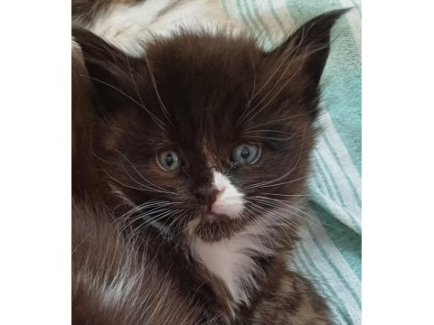 Maine coon 20 ocak doğumlu antalya
