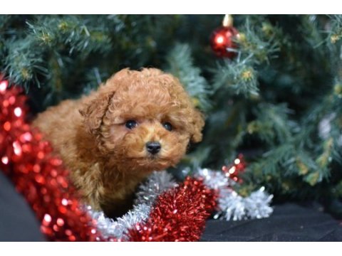 Minik toy poodle kocaman mutluluk