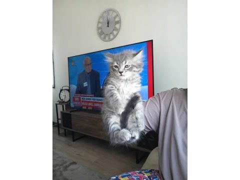 Gümüş grim kedim