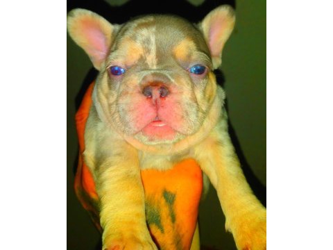 Egzotik lilac merle tan isabella carrier french bulldog