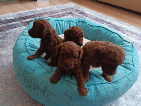 Korea kan ırk garantili toy poodle red brown yavru