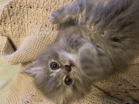 British longhair erkek