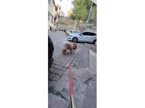 Chow chow köpeğimiz 2.5 yaşında erkek gibi erkek