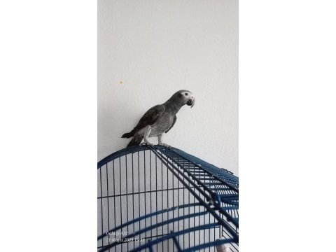 Timneh jako papağanı 8 aylık erkek