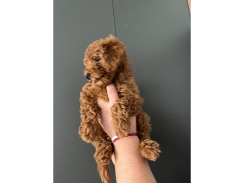 Sevimli poodle yavrularımız