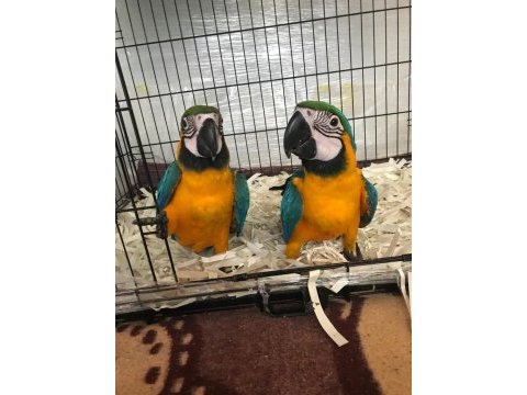 Üst düzey el besleme ara macaw full evcil