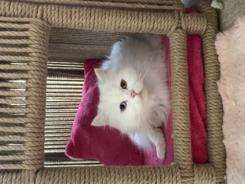 Chinchilla kedimize acil yuva