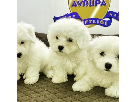 K9 avrupa çiftliğinden maltese terrier yavruları