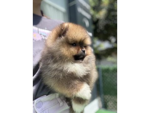 Yakışıklı teddy boo pomeranian