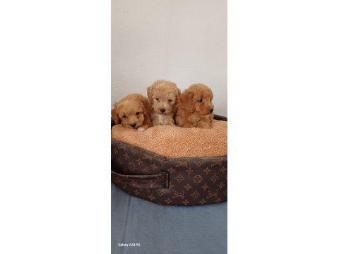 Maltipoo yavru