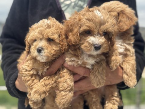 Petmode köpek çiftliğinden kore maltipoo 