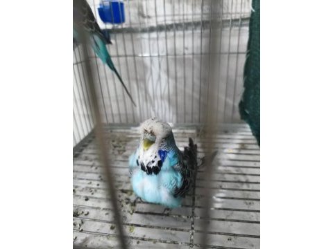 Jumbo muhabbet kuşu çifti