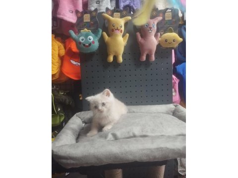 Üst kalite british shorthair erkek