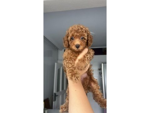 Ev doğumlu ailemizde büyüyen toy poodle bebeklerim