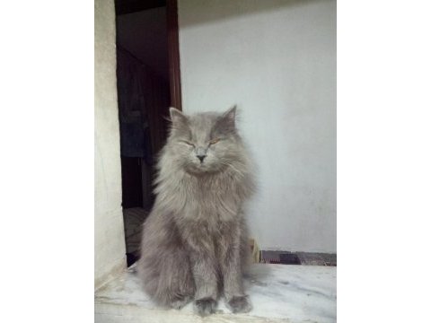 British shorthair kedisi sahiplendirme
