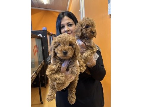 Sağlık ve ırk garantili toy poodle yavrularım