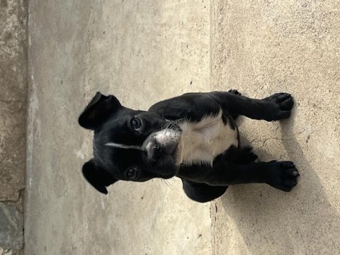 French bulldog 2 buçuk aylık 2 aşısı yapılmış