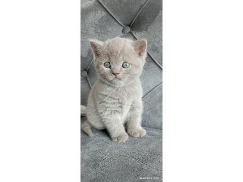 British shorthair yavrular