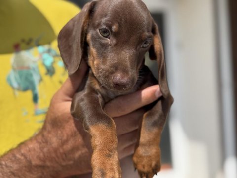 Petmode köpek çiftliğinde ziyarete açık mini dachshund