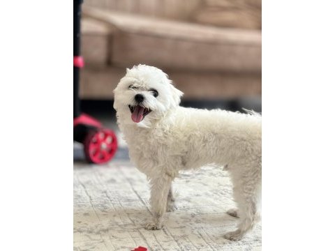 Dişi ve erkek maltese terrier kore kan 1 numara
