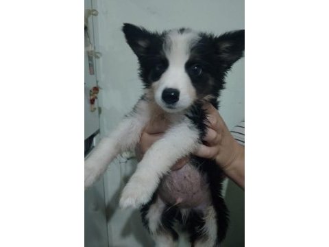 Safkan border collie
