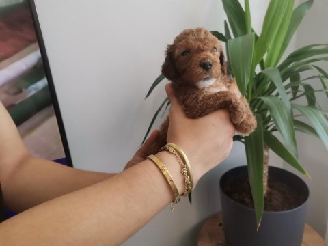 450 gram dişi toy poodle