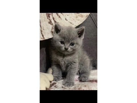 British shorthair