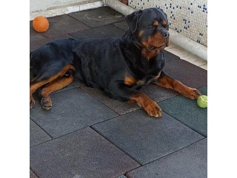 A secereli anne babadan rottweiler