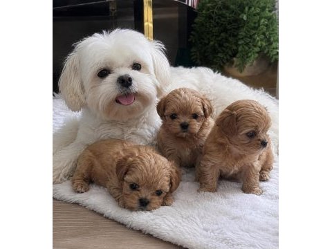 0 beden maltipoo yavruları (özel dizayn)