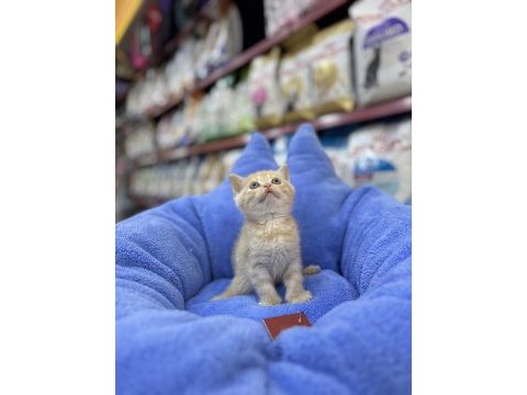Biritsh shorthair yavrumuz