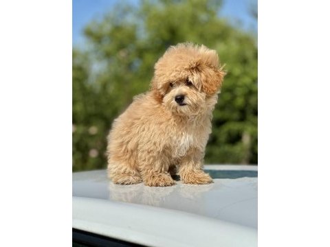 Maltipoo orjinal bebekler