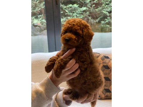 Eşsiz bir poodle deneyim için bizi aramadan karar vermeyin