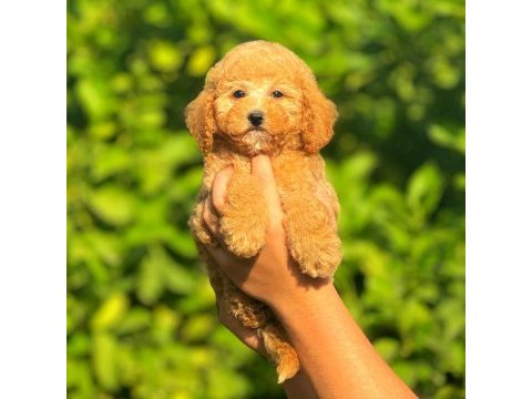 Irk ve sağlık garantili orjinal poodle köpeği yavruları