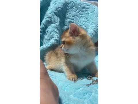 Ny12 erkek british shorthair