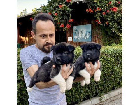 Amerikan akita yavrularımız