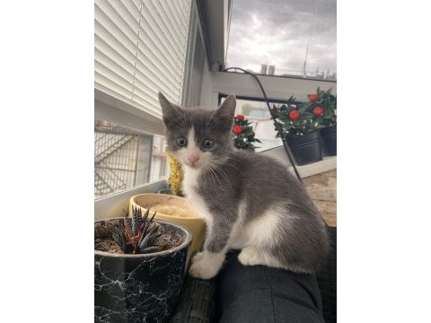 Çok tatlı sevimli bir kediyim