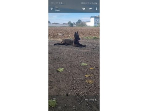Belçika terworen yavruları 5 aylık