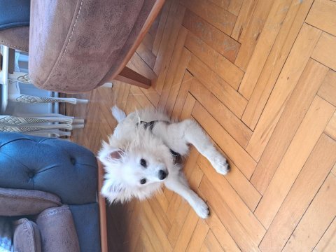 Yakışıklı spitz oğlum yeni yuvası için hazır